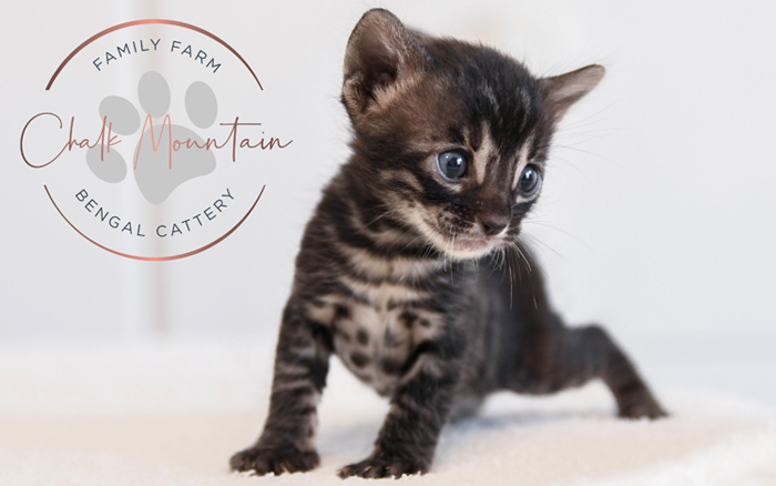 Bengal kitten for sale